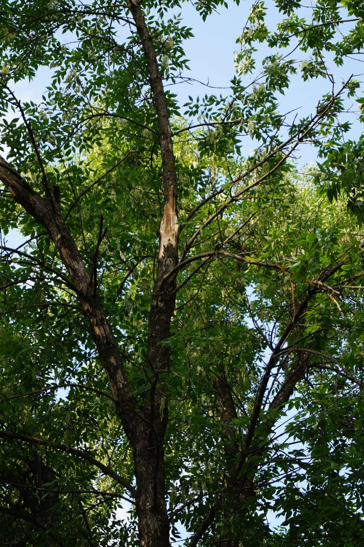 В Тамбове упавшее дерево убило пенсионерку, фото-1