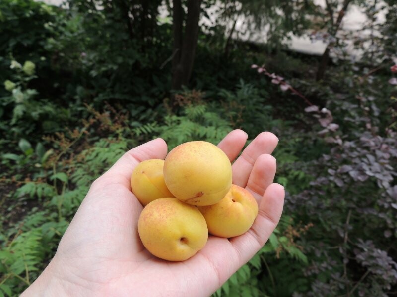 Тамбовчане собрали небывалый урожай абрикосов, фото-10