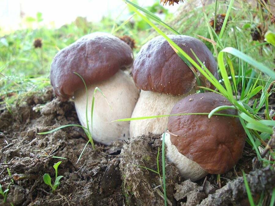 В Тамбове семья «заразилась» ботулизмом от солёных грибов, фото-2