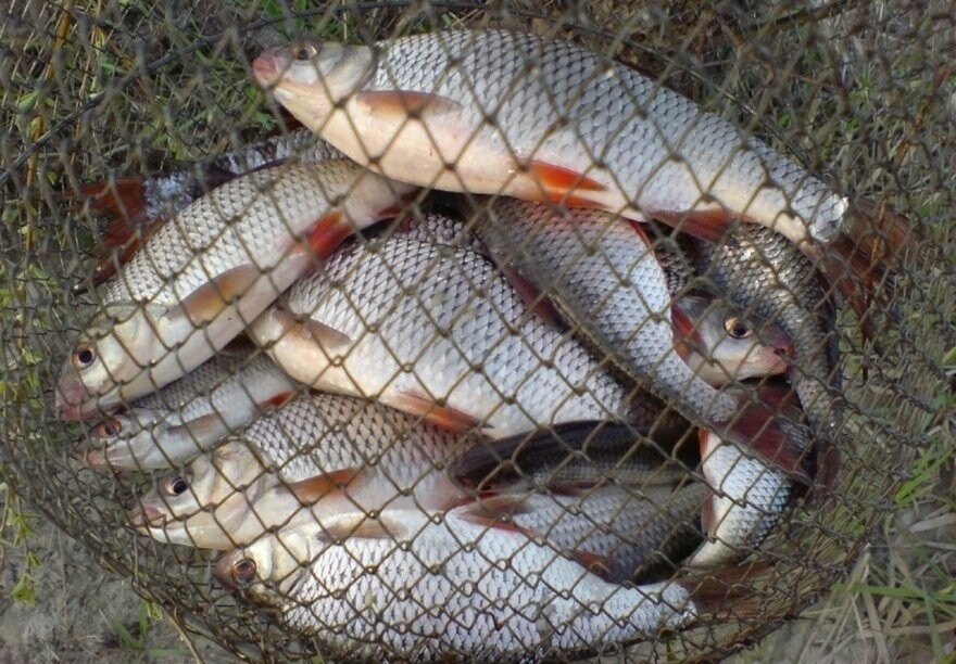 Тамбовские охотинспекторы устроили облаву на браконьеров, фото-1