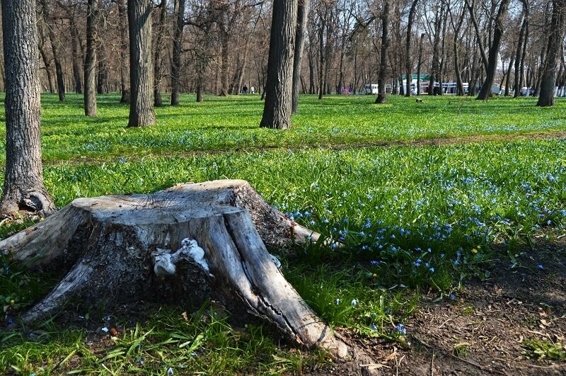Фотообзор: праздник первоцвета в Знаменке, фото-5