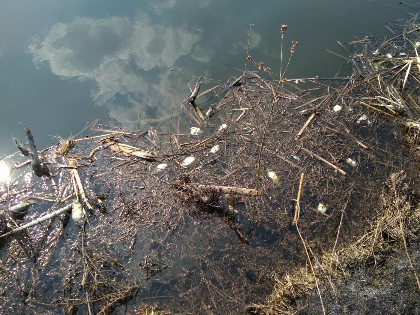 На десятках прудов Тамбовской области заморы рыбы, фото-1