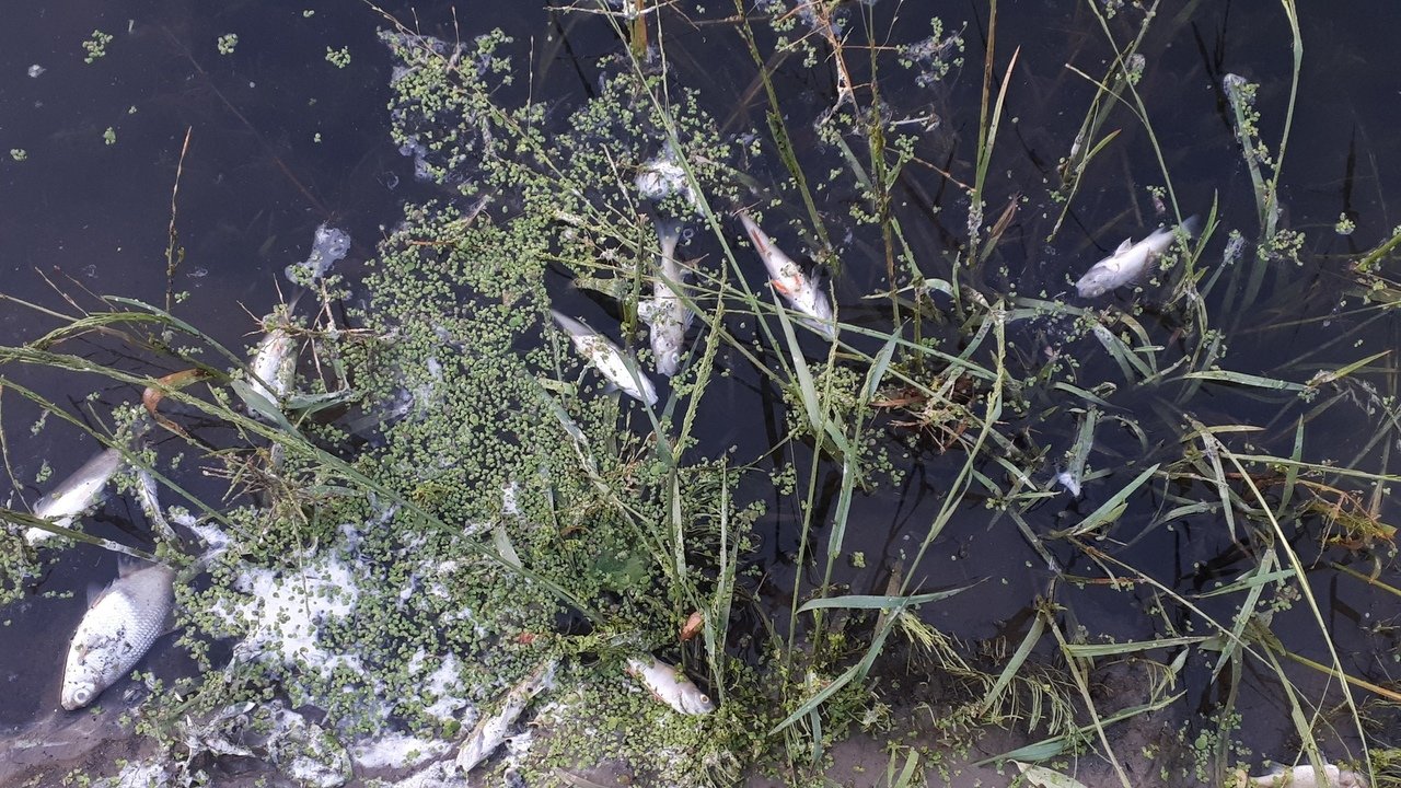 На Цне в пригороде Тамбова массово гибнет рыба?, фото-3